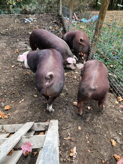 pigs9
