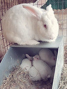 ruby and babies.jpg