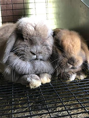 bunny11.jpg