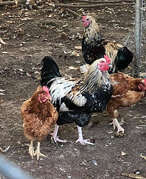 roosters.jpg