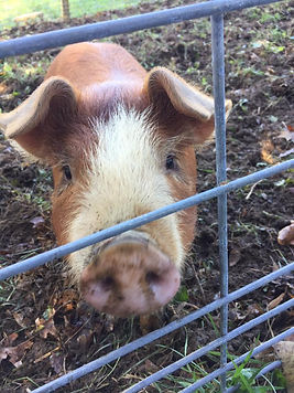 PIGS4.jpg