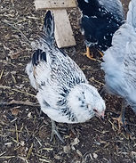 ameraucana1.jpg