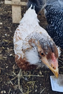 ameraucana2.jpg