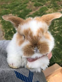 bunny7.jpg