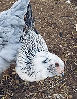 ameraucana3.jpg