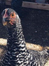 barred rock2.jpg