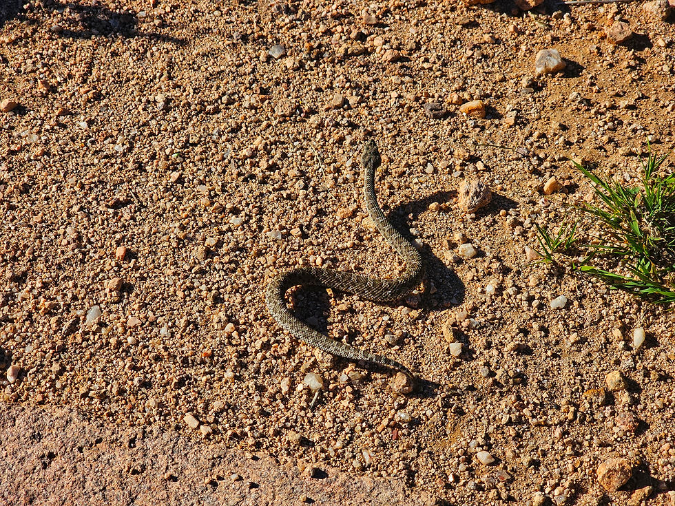 Yarará cruzando la senda a la altura de la estacion 6