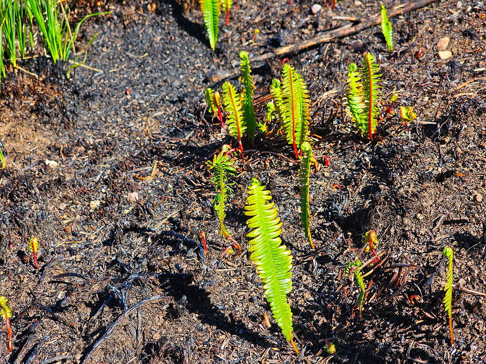 Los brotes verdes se abren camino entre las cenizas