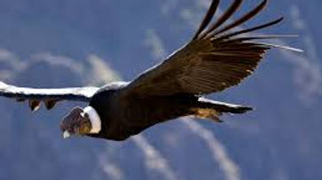 Condor