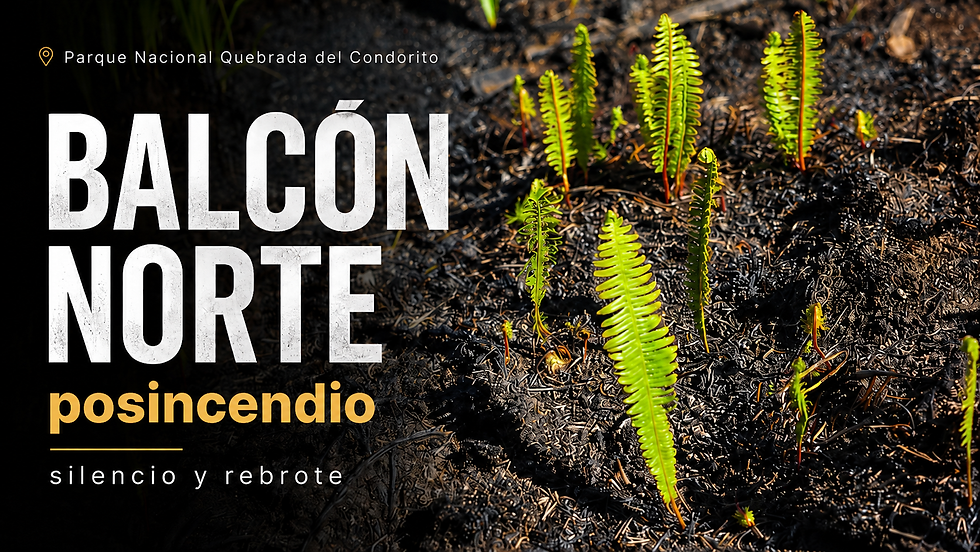 Crónica de una caminata posincendio al Balcón Norte de la Quebrada del Condorito: entre el silencio del paisaje y un encuentro inesperado