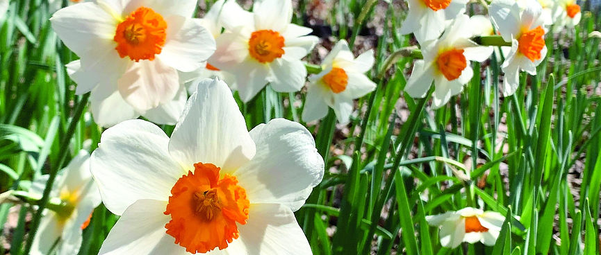 Daffodils.jpeg