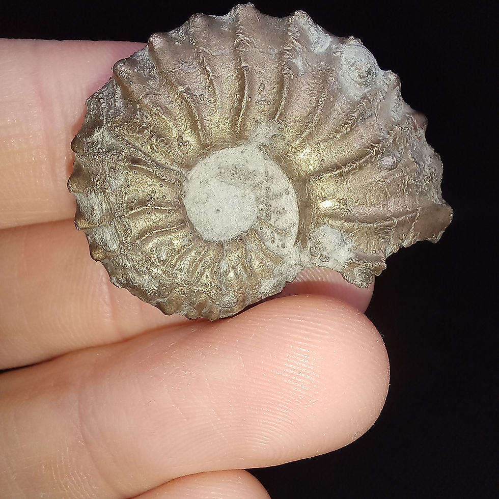 Miniature : Dufrenoya dufrenoyi