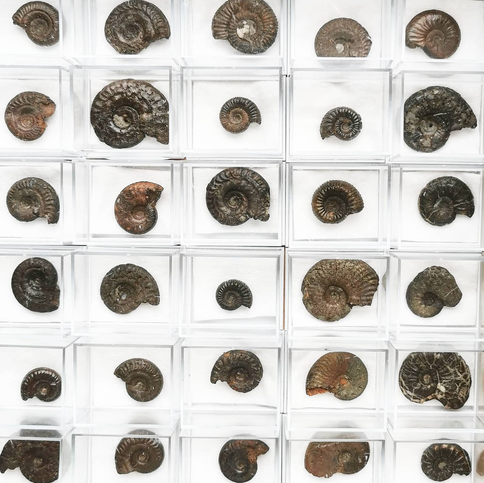 Où trouver : Des fossiles en pyrite de 180 millions d'années