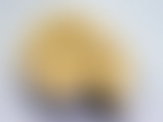 Les Fossiles de Madagascar : Une Terre d’Histoire et de Merveilles Préhistoriques