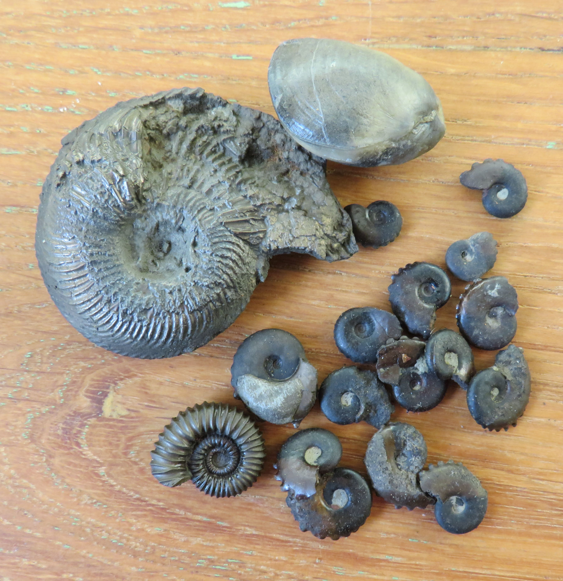 Où trouver : Des fossiles en pyrite de 160 millions d'années