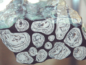 Les stromatolites : les plus anciens fossiles de la Terre