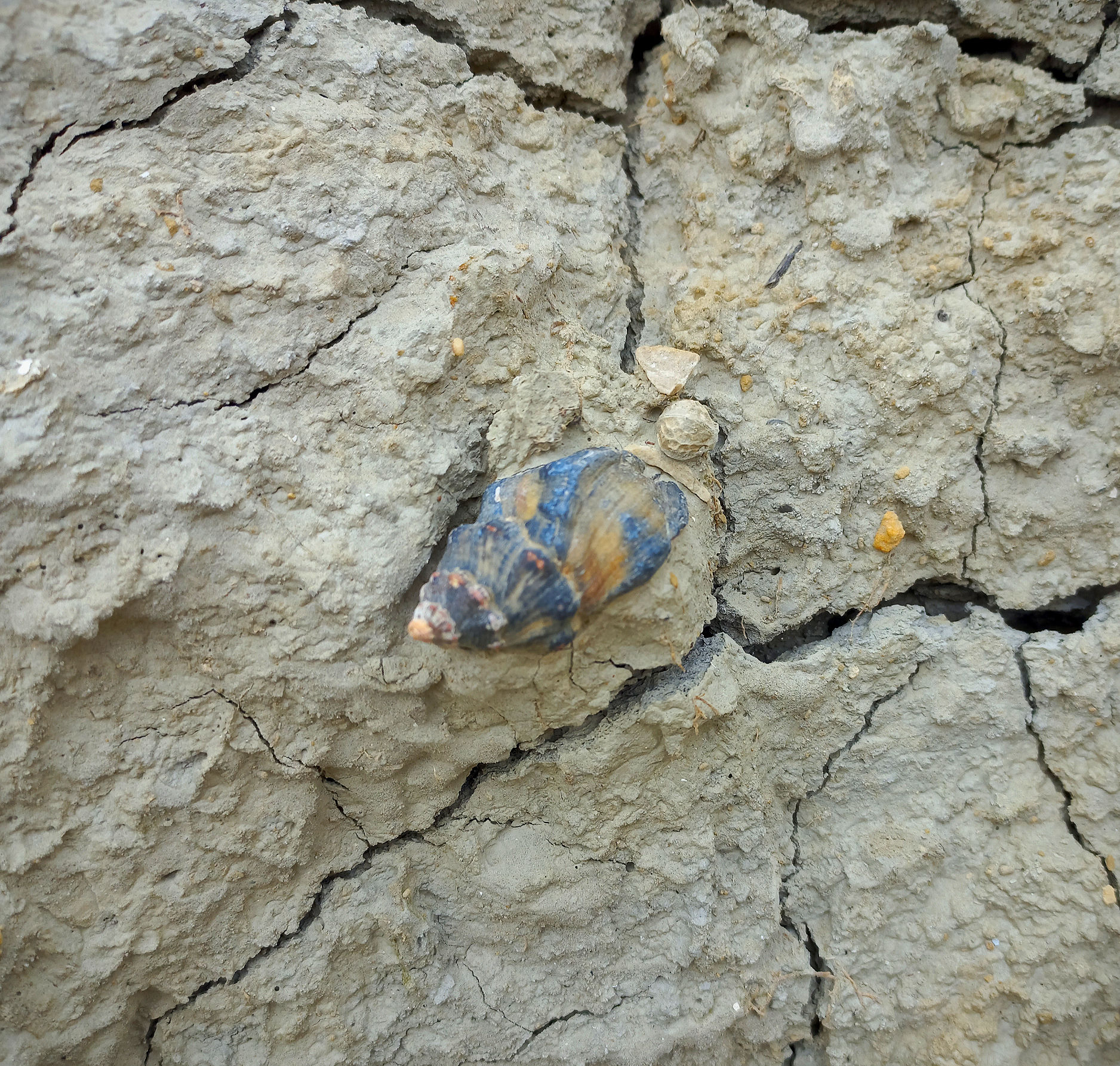 Où trouver : Des coquillages de 5 millions d'années