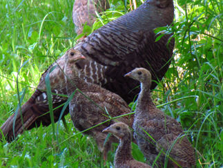 Wild Turkey Predators
