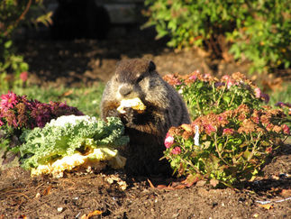 Groundhog Salad Bar?