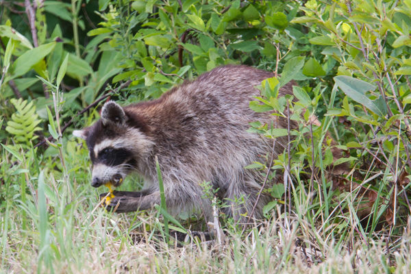 Raccoon eating eggs