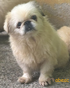 Estrela