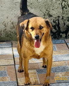 Toby