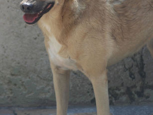 Cockie