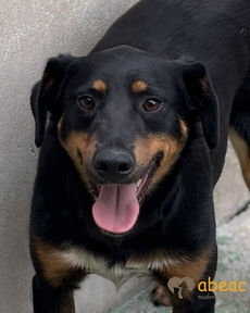 Ringo