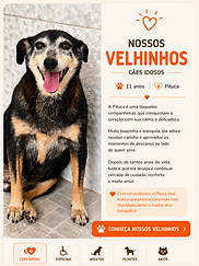 Nossos Velhinhos.png
