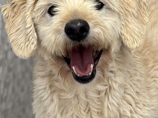 Algodão