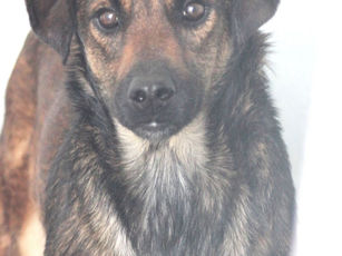 Athos