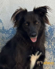 Zézinho