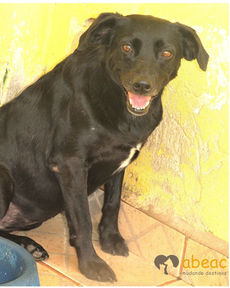 Alegria