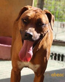Brisa