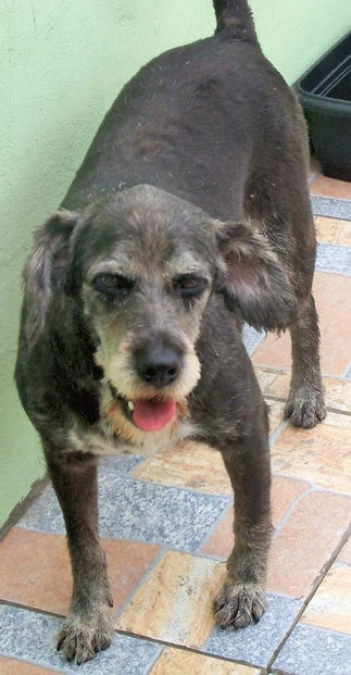 Budy-300 Anjos