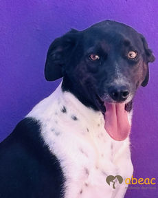 Dengoso