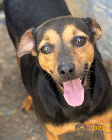 Docinho
