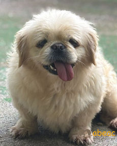 Fadinha