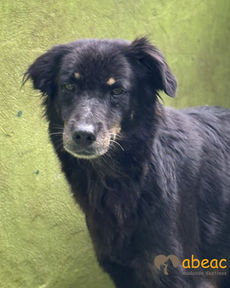 Agatha