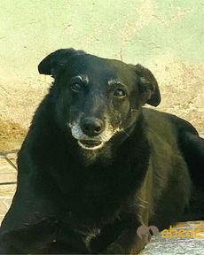 Sansão