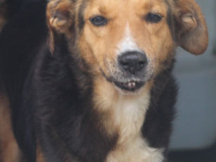 Barão