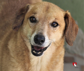 Chambinho-Sr. Claudio