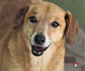 Chambinho-Sr. Claudio