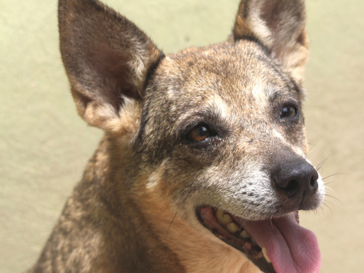 Querubina- Interlagos