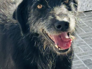 Bolt