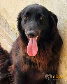 Alf
