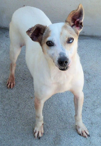 Branquinho-parelheiros