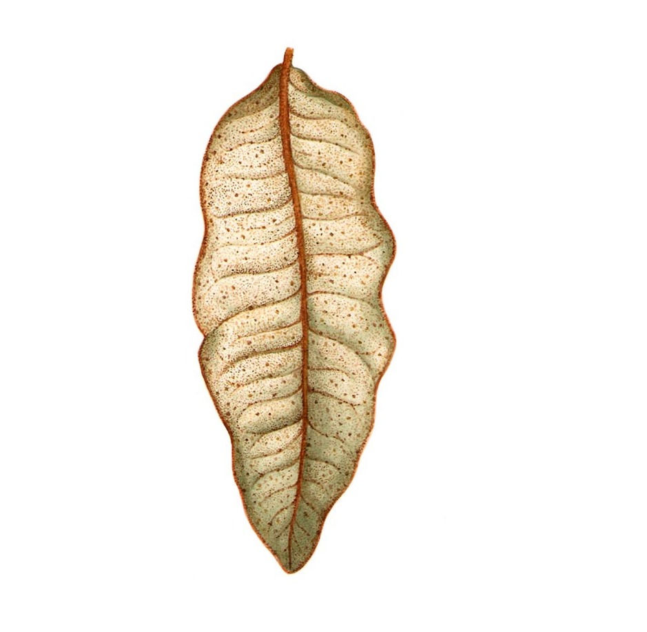 OLIVILLO - Aextoxicon punctatum