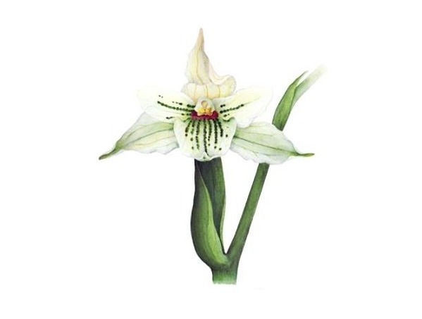 Gavilea cardioglossa
