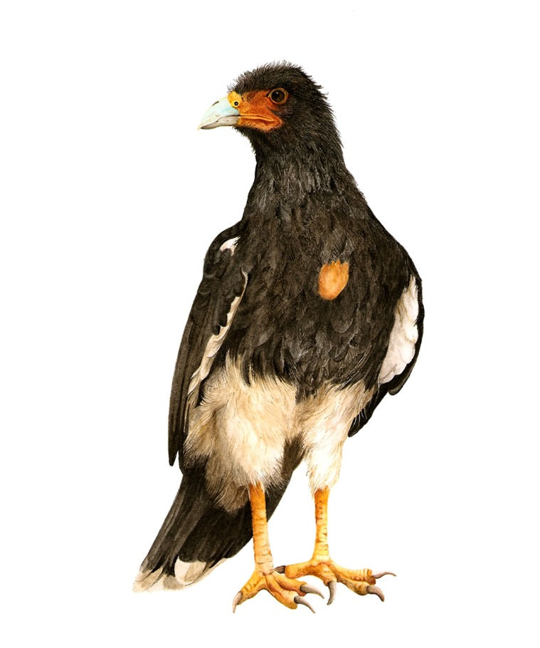 CARANCHO - Phalcoboenus megalopterus
